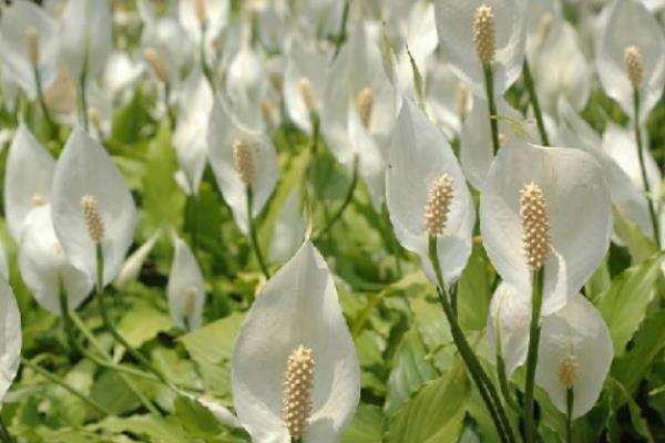 白掌叶子发黄发黑的原因及解决方法 白掌叶子下垂怎么办