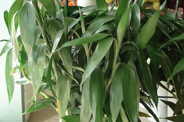 富贵竹禁忌摆放位置 富贵竹放在哪里招财