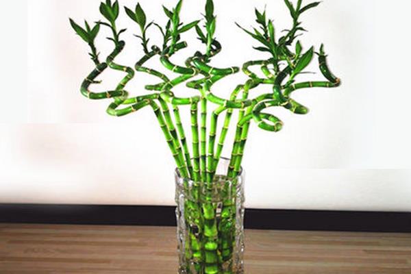 富贵竹图片大全(盆栽、盆景、水培) 富贵竹是转运竹吗