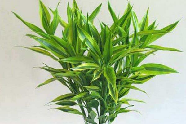 富贵竹图片大全(盆栽、盆景、水培) 富贵竹是转运竹吗