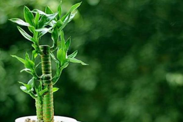 富贵竹图片大全(盆栽、盆景、水培) 富贵竹是转运竹吗