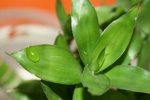 富贵竹图片大全(盆栽、盆景、水培) 富贵竹是转运竹吗