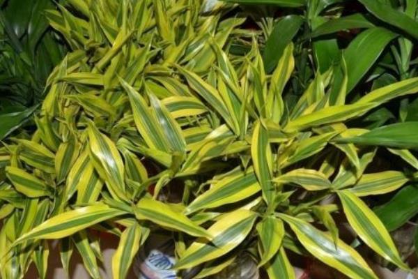 富贵竹图片大全(盆栽、盆景、水培) 富贵竹是转运竹吗