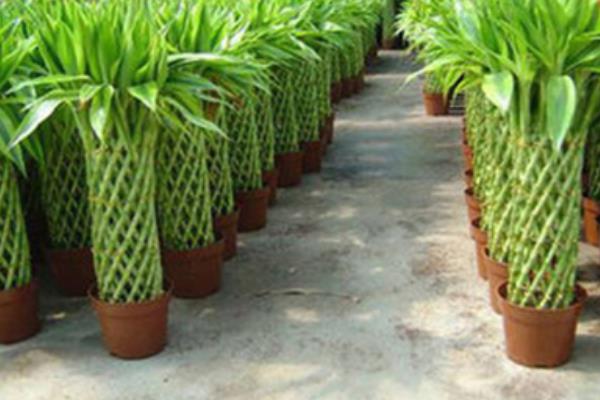 富贵竹图片大全(盆栽、盆景、水培) 富贵竹是转运竹吗