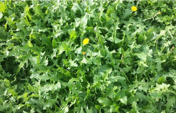 蒲公英的功效与作用及禁忌 蒲公英的食用方法