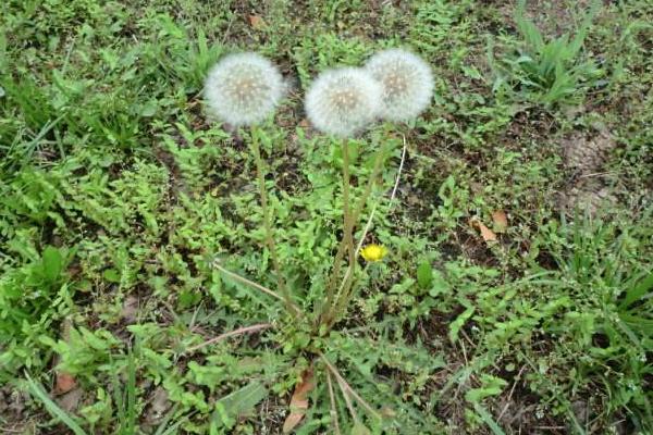 蒲公英的花是什么颜色 蒲公英像什么