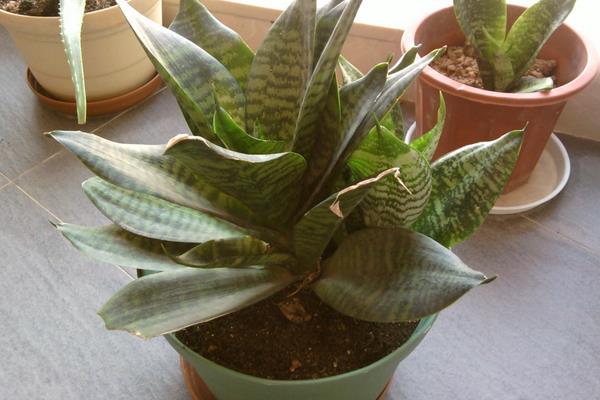 虎皮兰的功效与作用及禁忌 盆栽虎皮兰怎么养