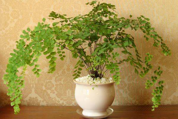 铁线蕨怎么养 铁线蕨的养殖方法与注意事项