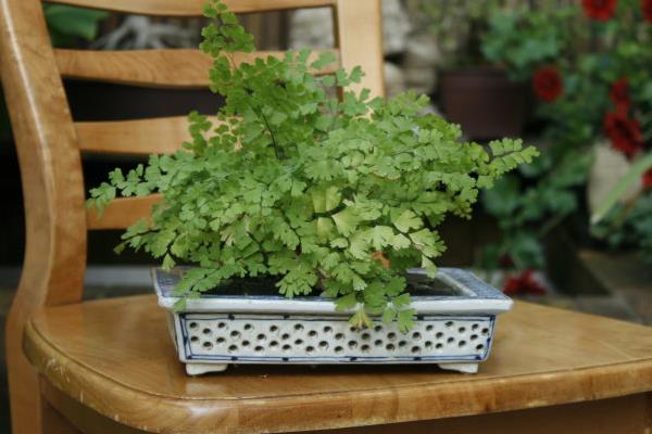 铁线蕨怎么养 铁线蕨的养殖方法与注意事项