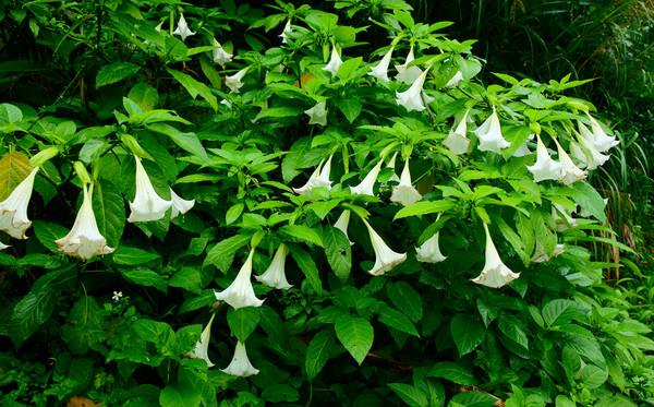 曼陀罗花功效与作用及禁忌 曼陀罗花的药用价值