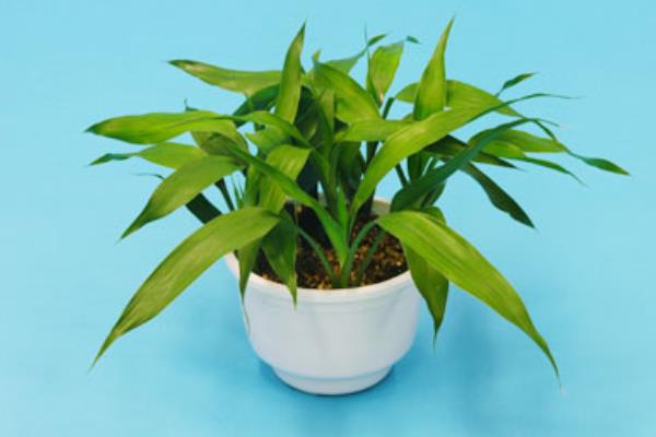 富贵竹吸收甲醛吗 家里养富贵竹对风水的好处