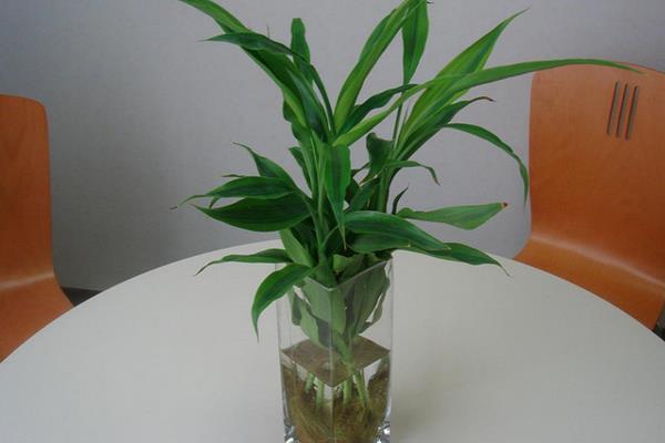 富贵竹吸收甲醛吗 家里养富贵竹对风水的好处