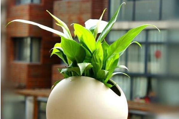 白掌市场价格多少钱一盆 白掌的栽培技术