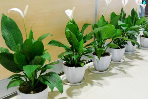 白掌怎么养 白掌养殖方法与注意事项