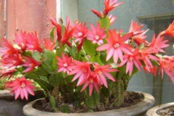 假昙花什么时候开花(怎么让它开花) 假昙花一年开几次花