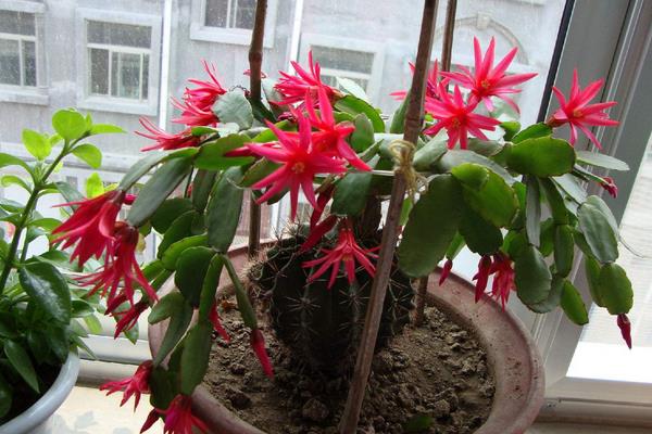 假昙花什么时候开花(怎么让它开花) 假昙花一年开几次花