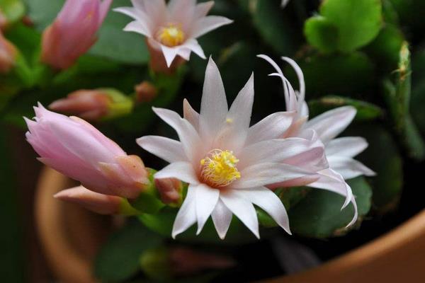 假昙花什么时候开花(怎么让它开花) 假昙花一年开几次花