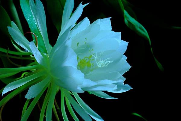 假昙花和真昙花的区别是什么 假昙花的品种