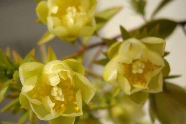 假昙花和真昙花的区别是什么 假昙花的品种