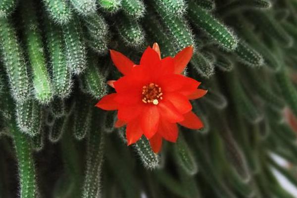 假昙花和真昙花的区别是什么 假昙花的品种