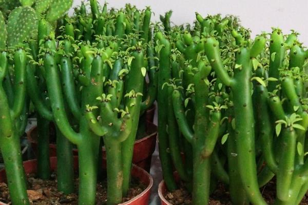 姬珊瑚的养殖方法与注意事项 姬珊瑚怎么养