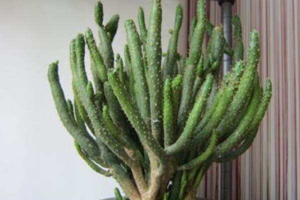 姬珊瑚的养殖方法与注意事项 姬珊瑚怎么养