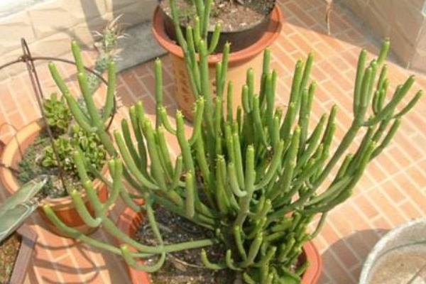 姬珊瑚的养殖方法与注意事项 姬珊瑚怎么养