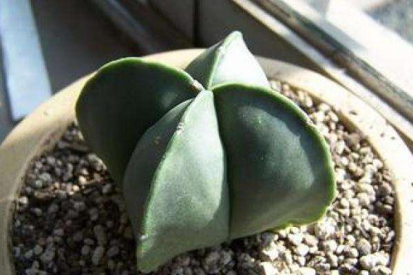 鸾凤玉怎么养 鸾凤玉养殖方法与注意事项