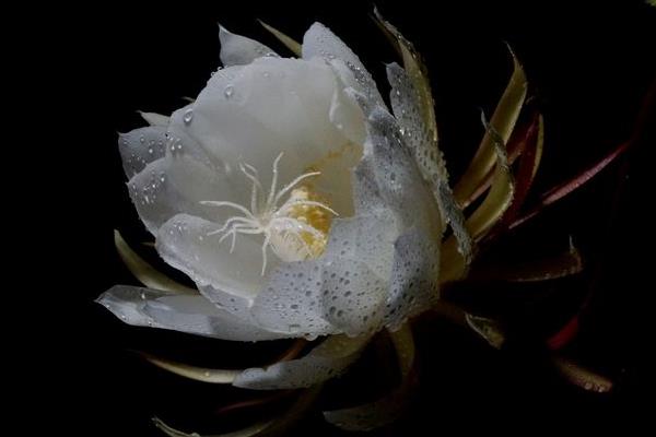 昙花图片大全(开花) 昙花特点与简介