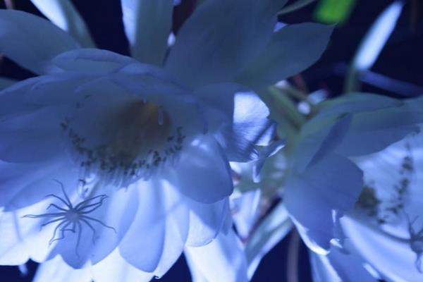 昙花图片大全(开花) 昙花特点与简介