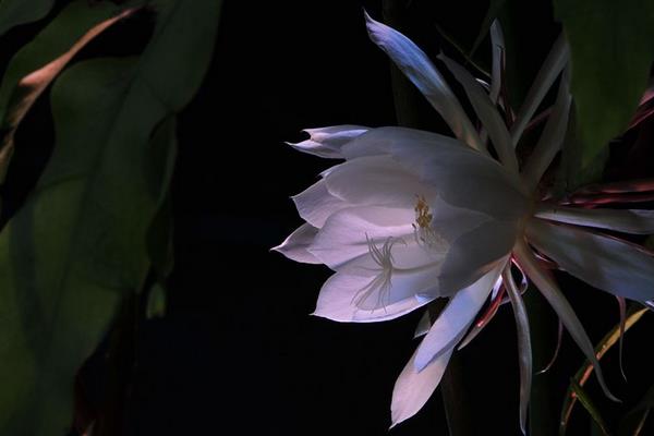 昙花图片大全(开花) 昙花特点与简介