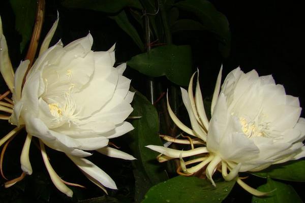 昙花图片大全(开花) 昙花特点与简介