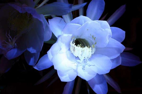 昙花图片大全(开花) 昙花特点与简介