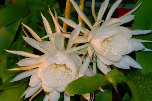 昙花图片大全(开花) 昙花特点与简介