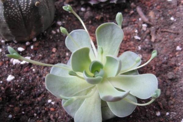 小型多肉品种大全(图解) 十大家庭盆栽多肉排行榜