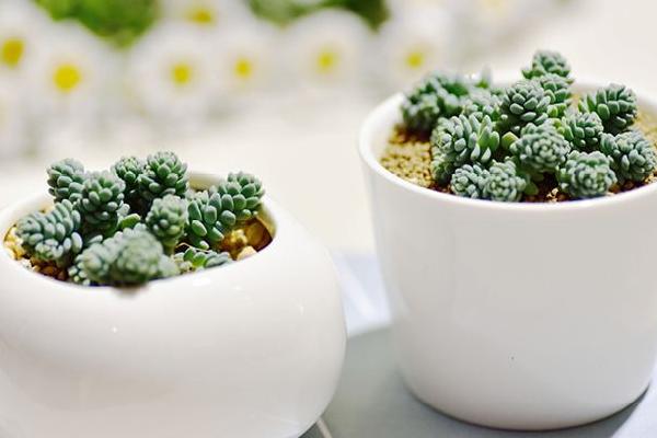 小型多肉品种大全(图解) 十大家庭盆栽多肉排行榜