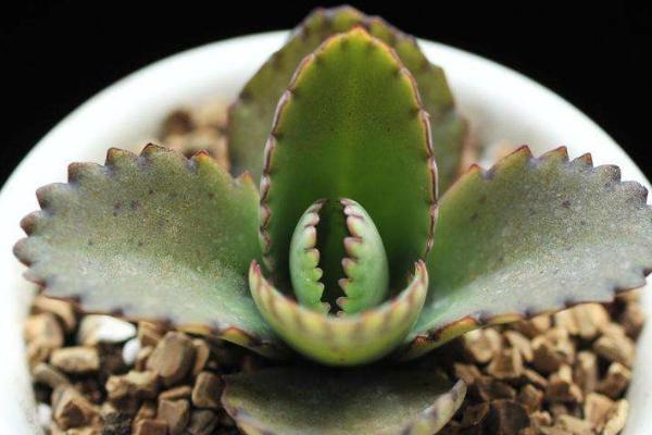 小型多肉品种大全(图解) 十大家庭盆栽多肉排行榜