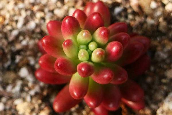 小型多肉品种大全(图解) 十大家庭盆栽多肉排行榜