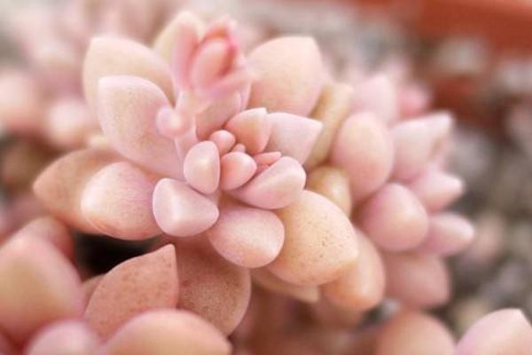 小型多肉品种大全(图解) 十大家庭盆栽多肉排行榜