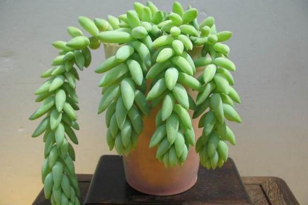 小型多肉品种大全(图解) 十大家庭盆栽多肉排行榜