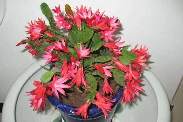 小型多肉品种大全(图解) 十大家庭盆栽多肉排行榜