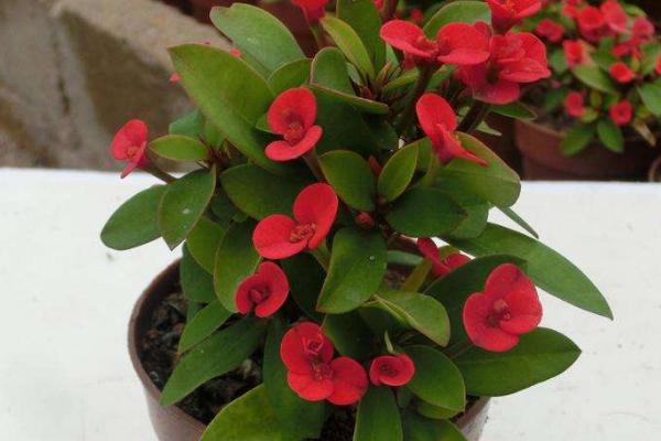 小型多肉品种大全(图解) 十大家庭盆栽多肉排行榜