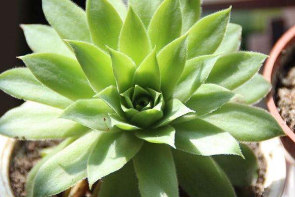 小型多肉品种大全(图解) 十大家庭盆栽多肉排行榜