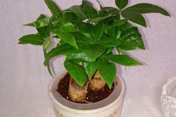 小型多肉品种大全(图解) 十大家庭盆栽多肉排行榜