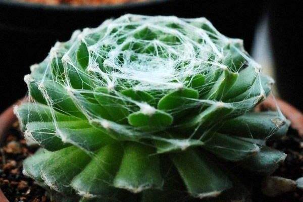 小型多肉品种大全(图解) 十大家庭盆栽多肉排行榜