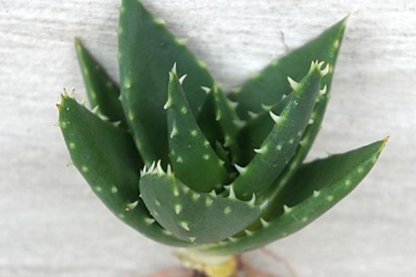 小型多肉品种大全(图解) 十大家庭盆栽多肉排行榜