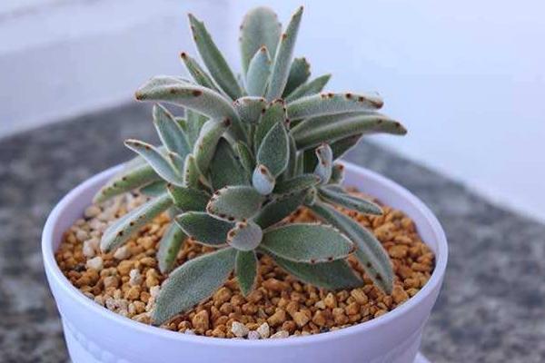 小型多肉品种大全(图解) 十大家庭盆栽多肉排行榜