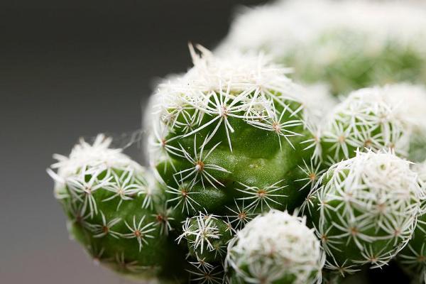 小型多肉品种大全(图解) 十大家庭盆栽多肉排行榜