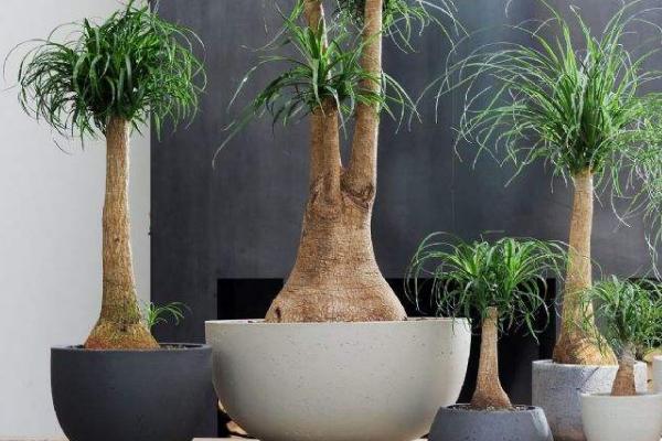 小型多肉品种大全(图解) 十大家庭盆栽多肉排行榜