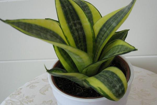 小型多肉品种大全(图解) 十大家庭盆栽多肉排行榜